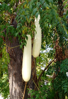 Zucchini tree F1