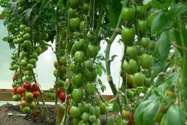 Klyngede tomater til drivhuse