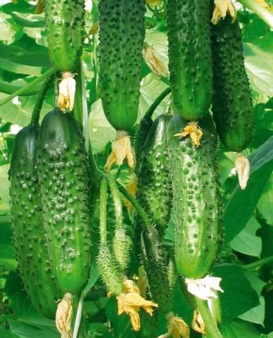 Cucumber seeds Taganay F1