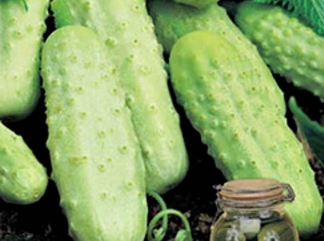 Self-pollinated cucumbers White sugar F1
