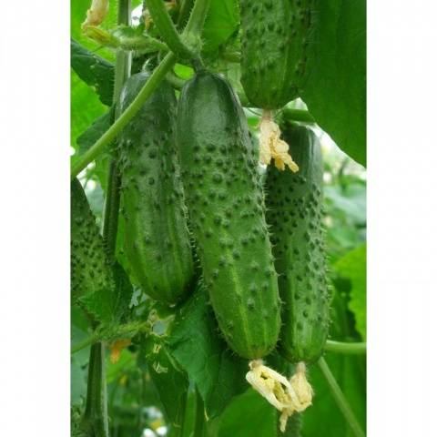 Cucumbers Shchedryk