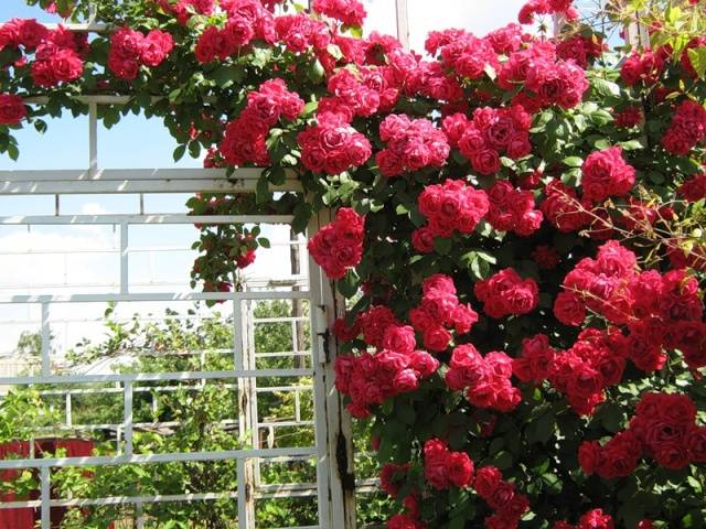 Едроцветни катерушки рози