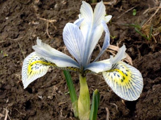 Iris síťovaný (iridodictium)