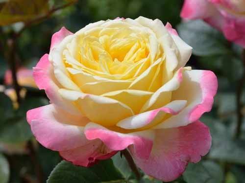 Rose of Cordes