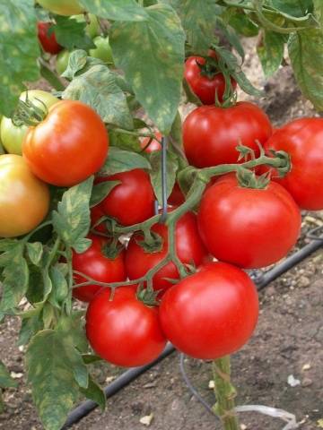 Klastrovaná rajčata
