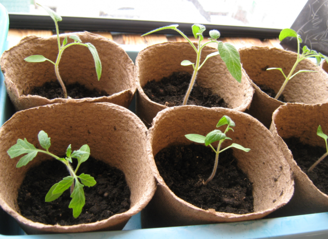 Kako zalijevati sadnice rajčice: koliko često i čime