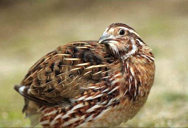 Estonian quail breed