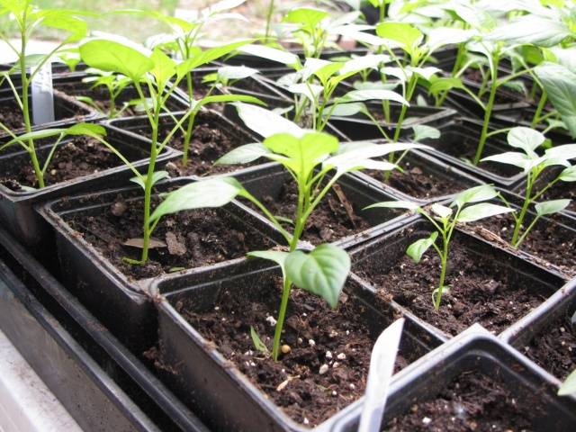 Top dressing of tomato and pepper seedlings