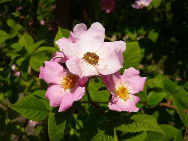Steppe Rose tai Prairie Rose