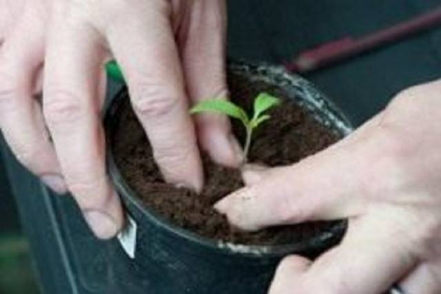 Πότε και πώς να βουτήξετε σωστά τα φυτά τομάτας