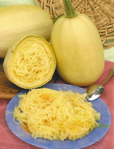 Zucchini variety Spaghetti