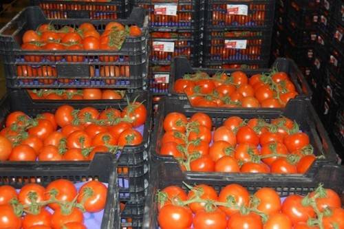 Klyngede tomater til drivhuse