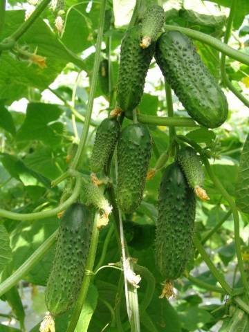 Early ripening variety Murashka F1