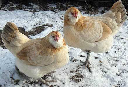 Chickens Ameraucana