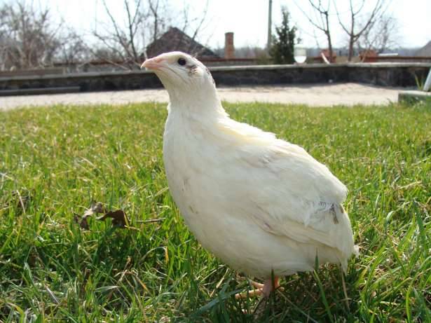 English or British white quails