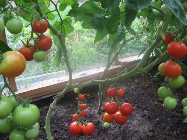 Plantio de mudas de tomate em estufa
