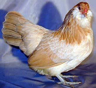 Chickens Ameraucana