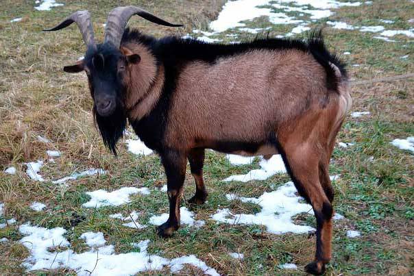 Czech goat breed