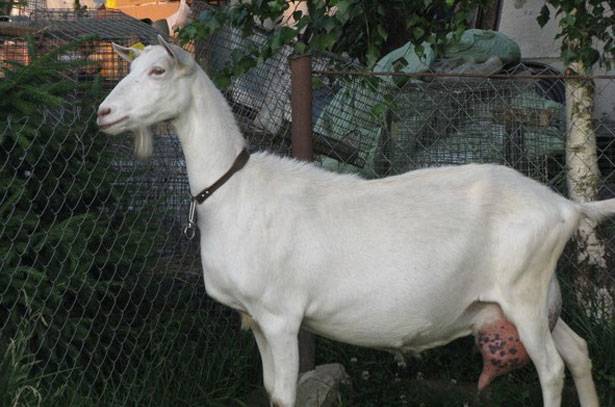 Saanen goats