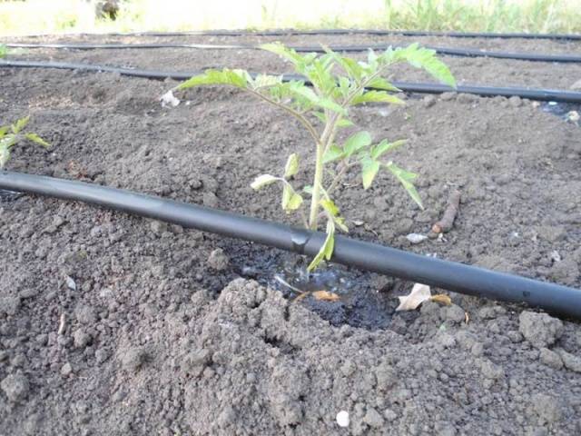 Kako zalijevati sadnice rajčice: koliko često i čime