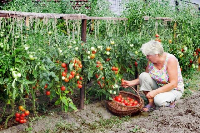 Susitelkę pomidorai