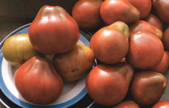 Pomidorų japonų trumas