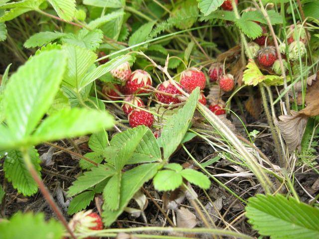 Μαρμελάδα άγριας φράουλας: συνταγή