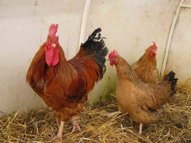 Kuchin jubilee breed of chickens