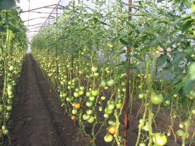Susitelkę pomidorai