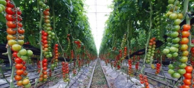 Clustered tomatoes for greenhouses