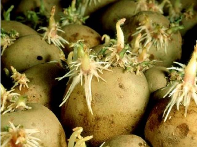 Gala kartupeļi
