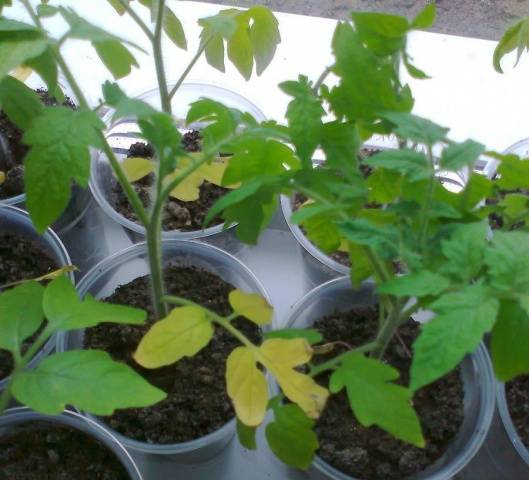 Kako hraniti i gnojiti sadnice rajčice