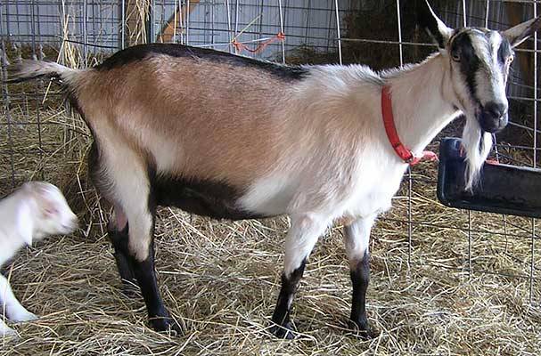 alpine goat breed