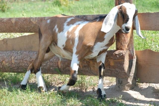 Núbijské kozy