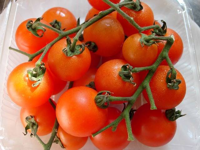 Tomates agrupados para invernaderos