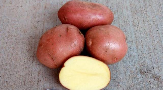 Batatas Bellarose