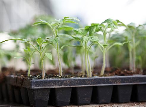 Growing tomato seedlings at home