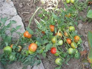 Защо разсадът от домати къдрят листа
