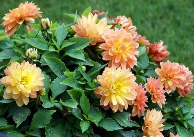 Dahlias are undersized and dwarf: photo with names