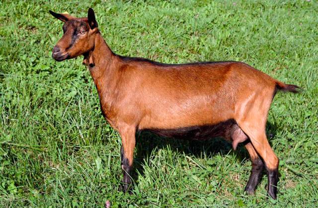 алпийска порода кози