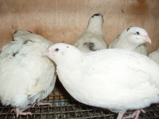 English breed of black and white quail