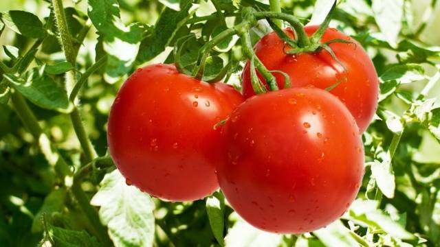 Plantor av tomater på det kinesiska sättet