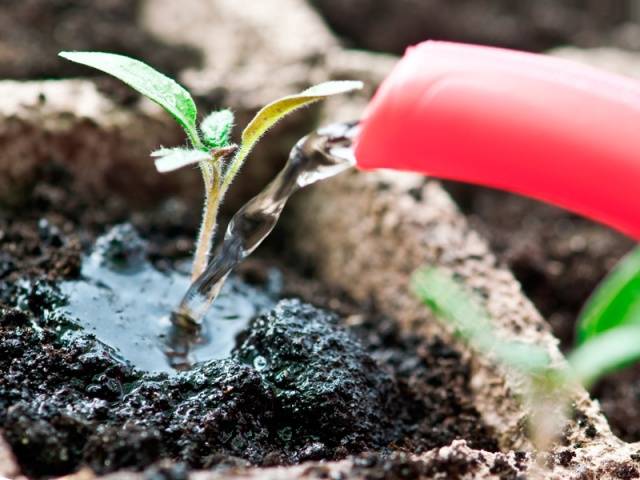 Πώς να ποτίζετε τα φυτά τομάτας: πόσο συχνά και με τι