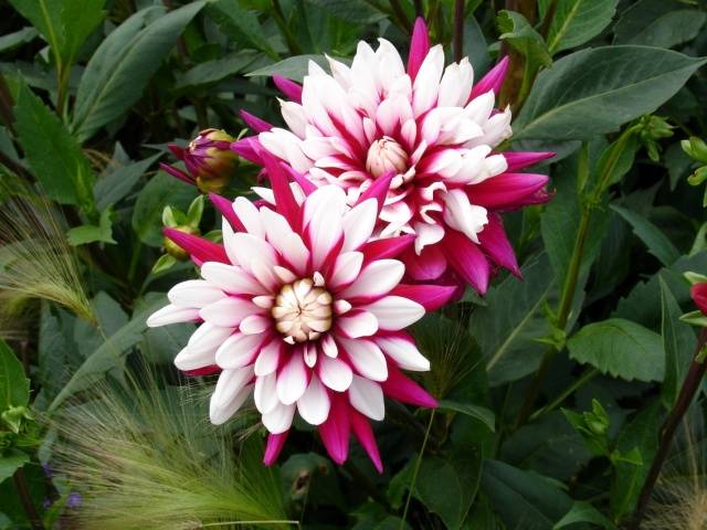 When to plant dahlias outdoors in spring