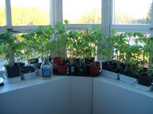 Growing tomato seedlings at home