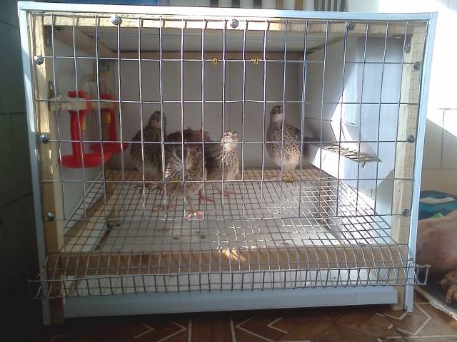 Keeping quails in the apartment