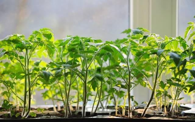 Kako hraniti i gnojiti sadnice rajčice