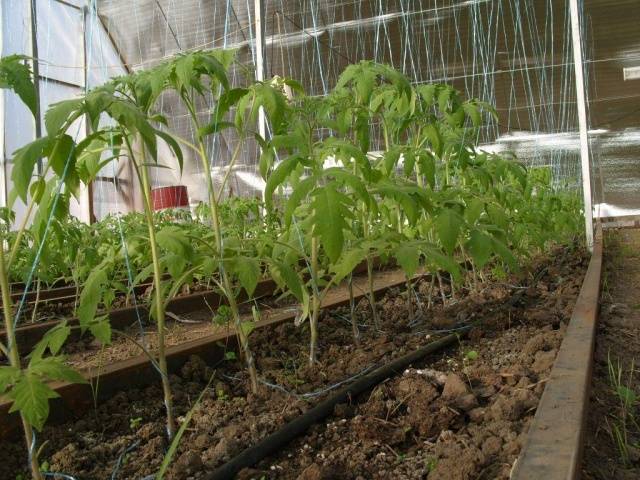 Sadnja sadnica rajčice u staklenik