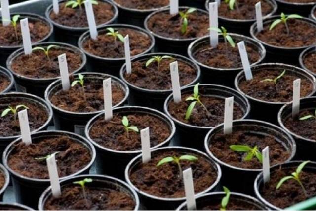 Πότε και πώς να βουτήξετε σωστά τα φυτά τομάτας