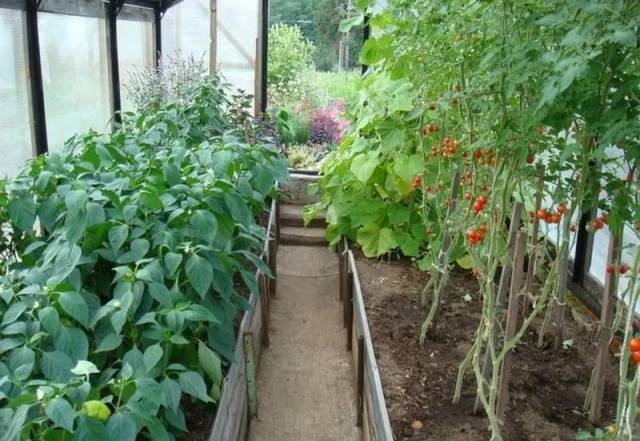 Toppdressing av tomat- og pepperplanter